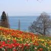 Bild Insel Mainau mit Blumen und Bodensee.jpg